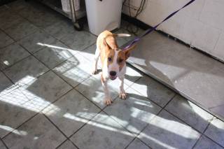 JAMES, a Terrier