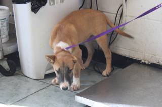 THOMAS, a Terrier