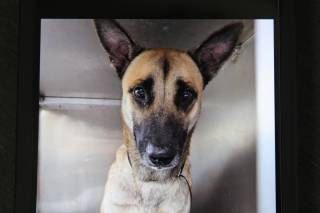 CORI GOSSIP, a Belgian Malinois