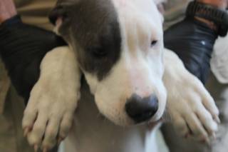 BOSS MAN, a Pit Bull