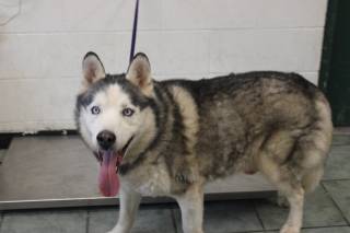 CORNELIUS THE 3RD, a Husky