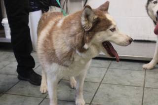 CLEMENTINE, a Husky