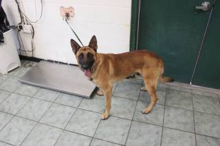 ROSCOE, a German Shepherd