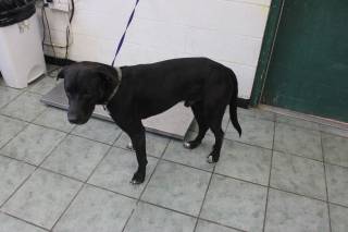 DOUG, a Labrador Retriever