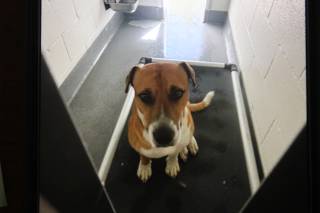 LARRY, a Pit Bull