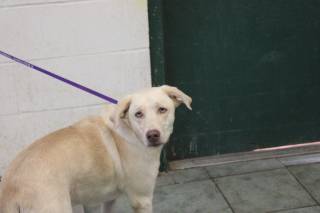 SUNFLOWER, a Labrador Retriever