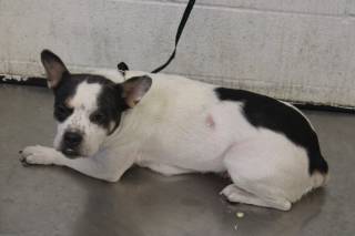 COMET CHASER, a French Bulldog