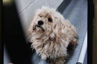 ROMEO, a Shih Tzu