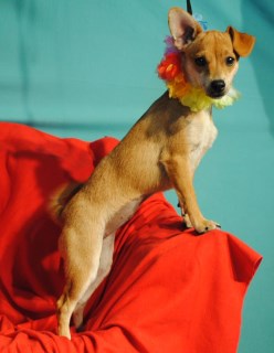 NITA, a Chihuahua