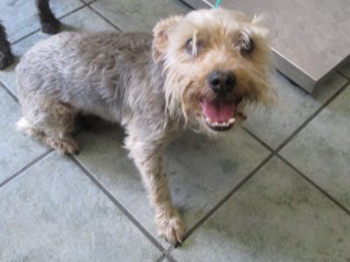 TUTUS, a Terrier