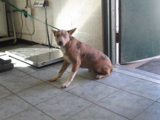 Weezer | Heeler | Dog  