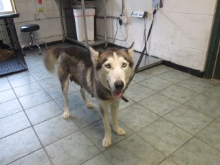 Animal Shelter :: KINDRA (Case # 70963)