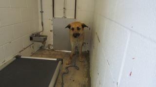 Animal Shelter :: BUDDY DANGER (Case # 85242)