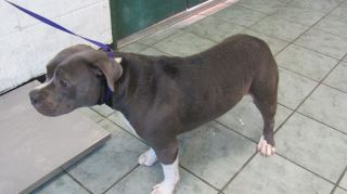 Animal Shelter :: MIATA AKA BLUE RTO (Case # 87384)