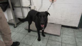 Animal Shelter :: RALPH (Case # 88239)