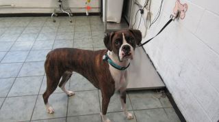 Animal Shelter :: BLUE/RTO (Case # 89003)