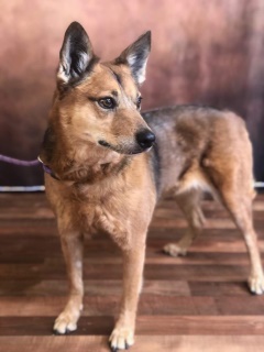 BOUDIN, a Australian Cattle Dog