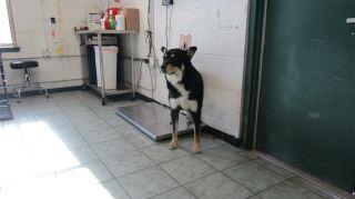 Animal Shelter :: PARKER (Case # 88457)