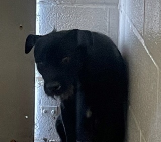 Animal Shelter :: PAX (Case # 89039)