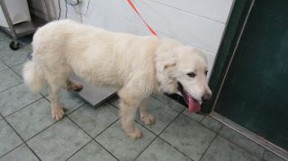 SUMMER, a Great Pyrenees