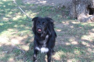 Animal Shelter :: TRENTON (Case # 91226)