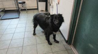 Animal Shelter :: TRENTON (Case # 91226)