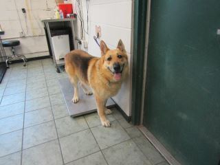 Animal Shelter :: BARRETT (Case # 92014)