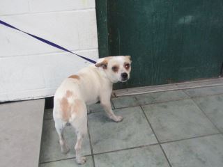 Animal Shelter :: COLBY (Case # 92083)