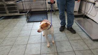 Animal Shelter :: KAREN (Case # 91742)