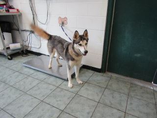 SAGE, a Husky