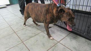 Animal Shelter :: BOBBY (Case # 91864)