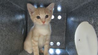 Animal Shelter :: TRENTON (Case # 95656)