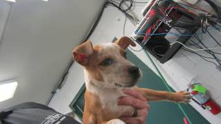HONEY BUN, a Australian Cattle Dog