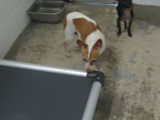 Animal Shelter :: NECIE (Case # 98061)